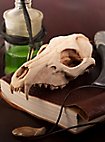 3D-printed fox skull for self-painting (16cm)